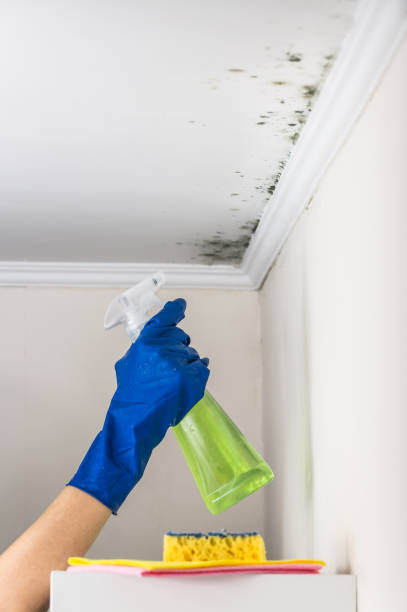Best Residential Mold Remediation in Pace, FL